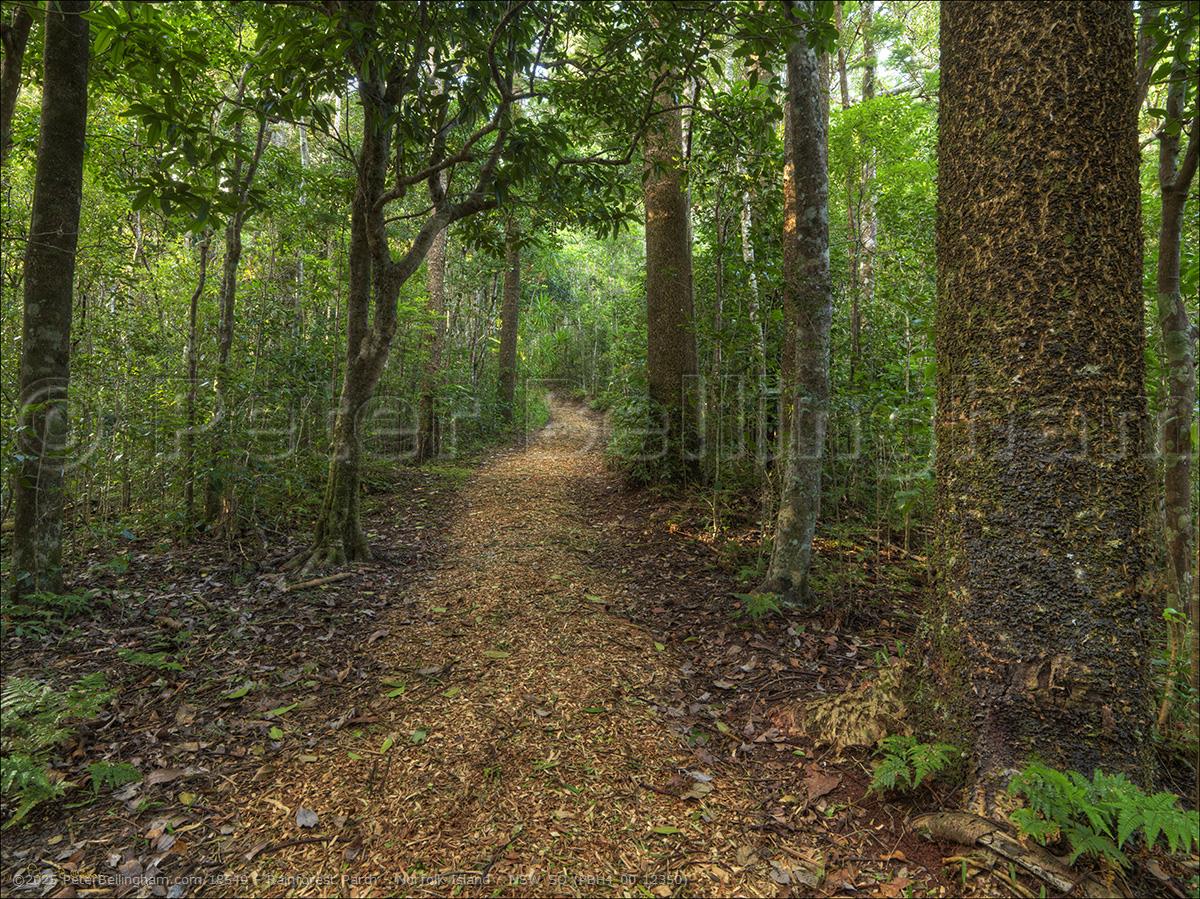 Peter Bellingham Photography Rainforest Parth - Norfolk Island - NSW SQ (PBH4 00 12350)